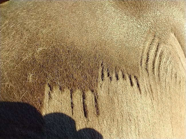 If your clippers cut like this then they will need a repair